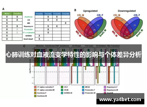 心肺训练对血液流变学特性的影响与个体差异分析 心肺训练对血液流变学特性的影响与个体差异分析